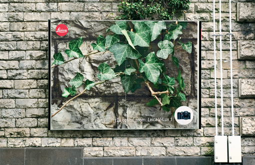 Ivy