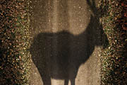The Deer